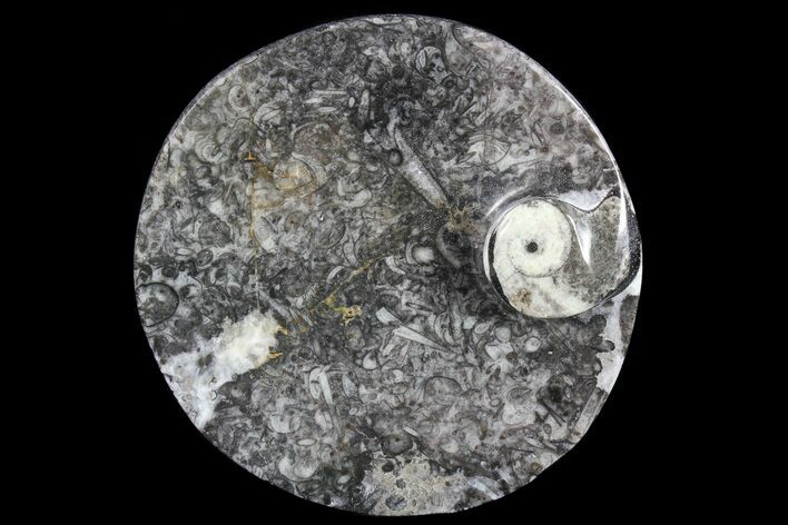 Round Fossil Goniatite Dish #73732
